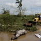 A dead horse by the side of the road in Toa Baja, Puerto Rico. Photo: AP
